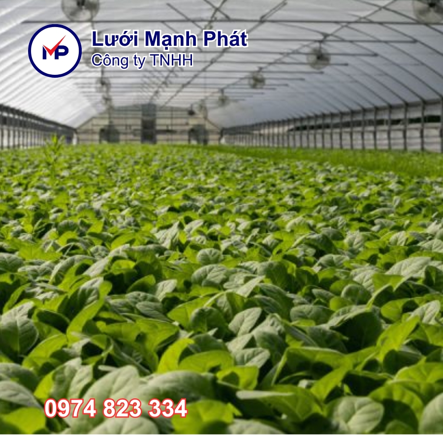 mang nha kinh ginegar