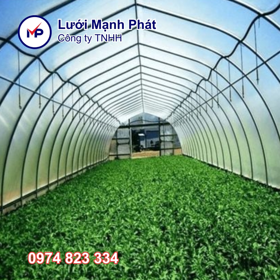 Màng kính Ginegar israel -12m x 50