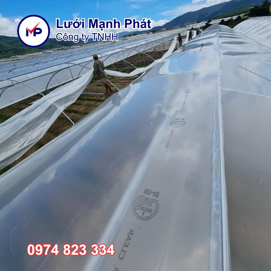 Màng kính Ginegar israel - 6m2 x 100