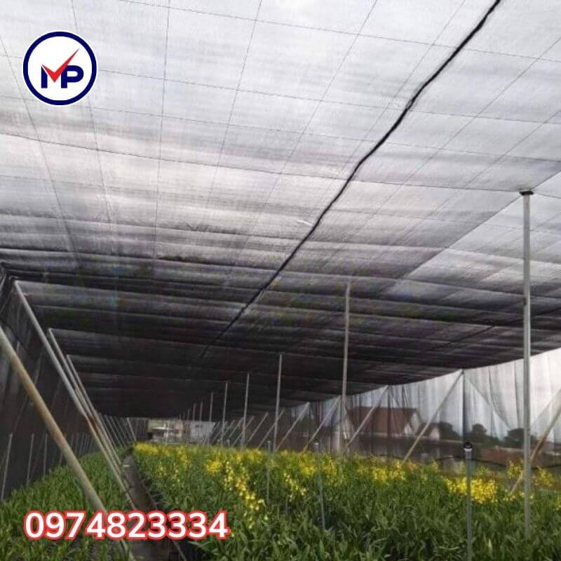 lưới lan 60%
