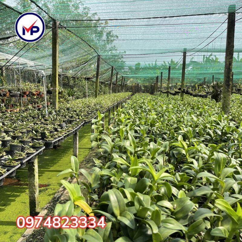 lưới thái lan 50%