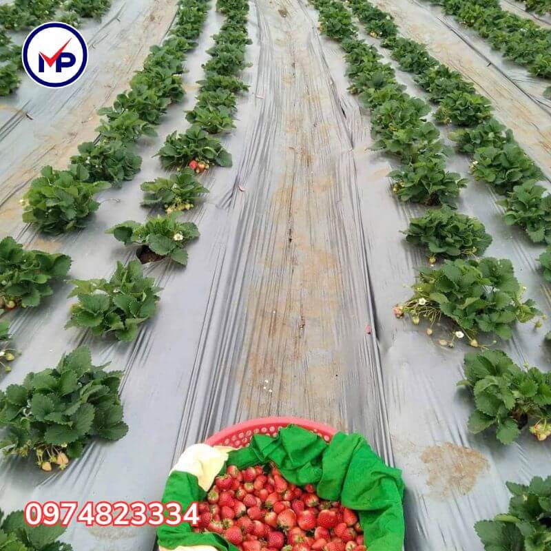 màng phủ chống cỏ 1m2