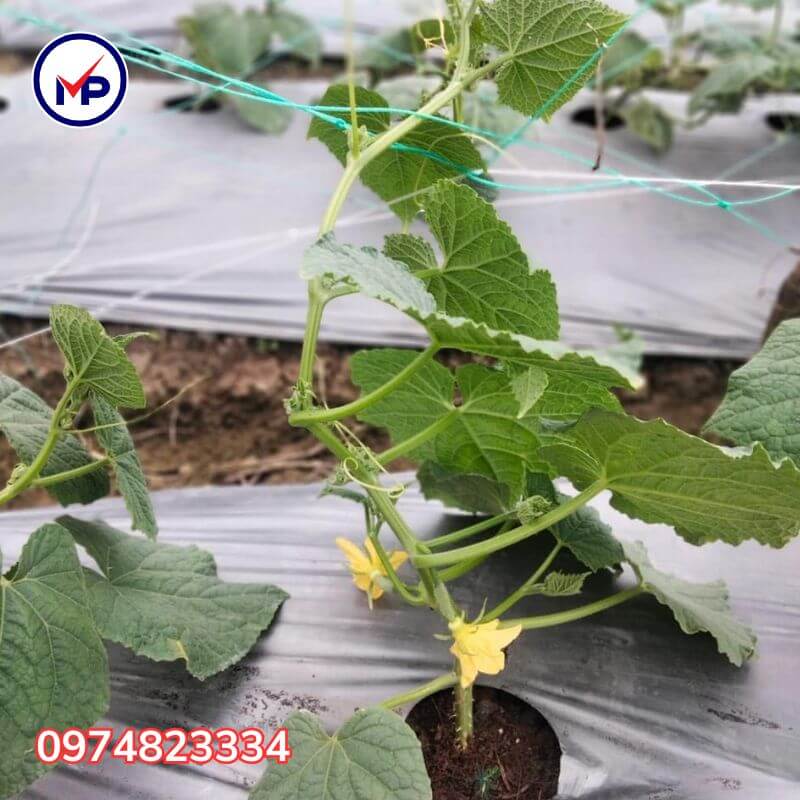 Màng phủ nông nghiệp 1m2