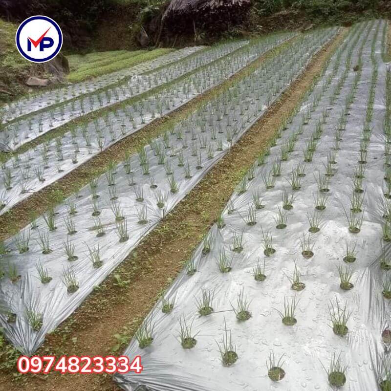 Màng phủ nông nghiệp 1m4