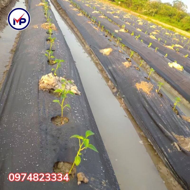 Màng phủ nông nghiệp 1m6