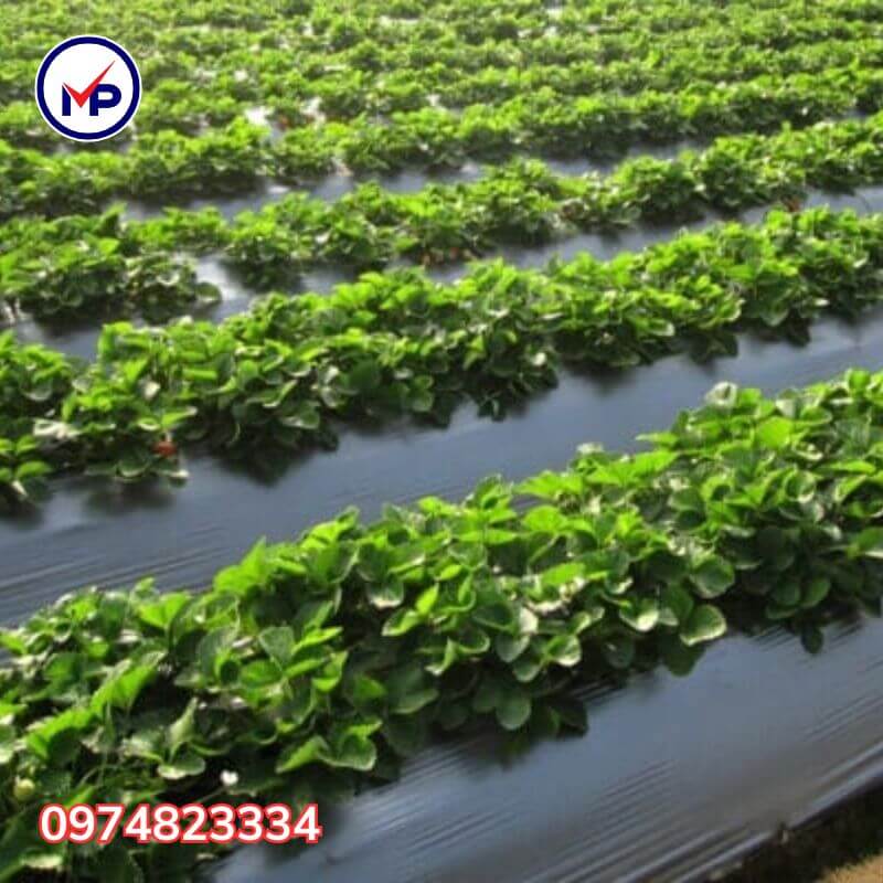 Màng phủ nông nghiệp 2m