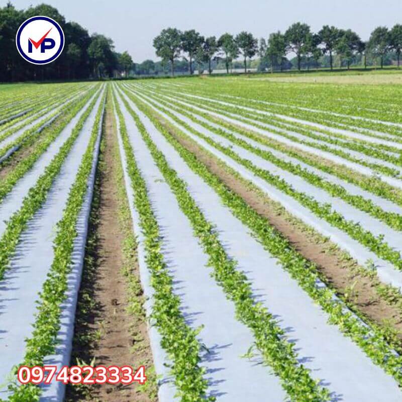 màng nông nghiệp 1m4