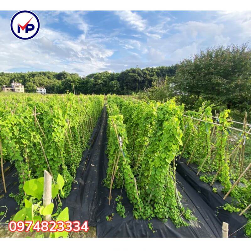 màng nông nghiệp 2m