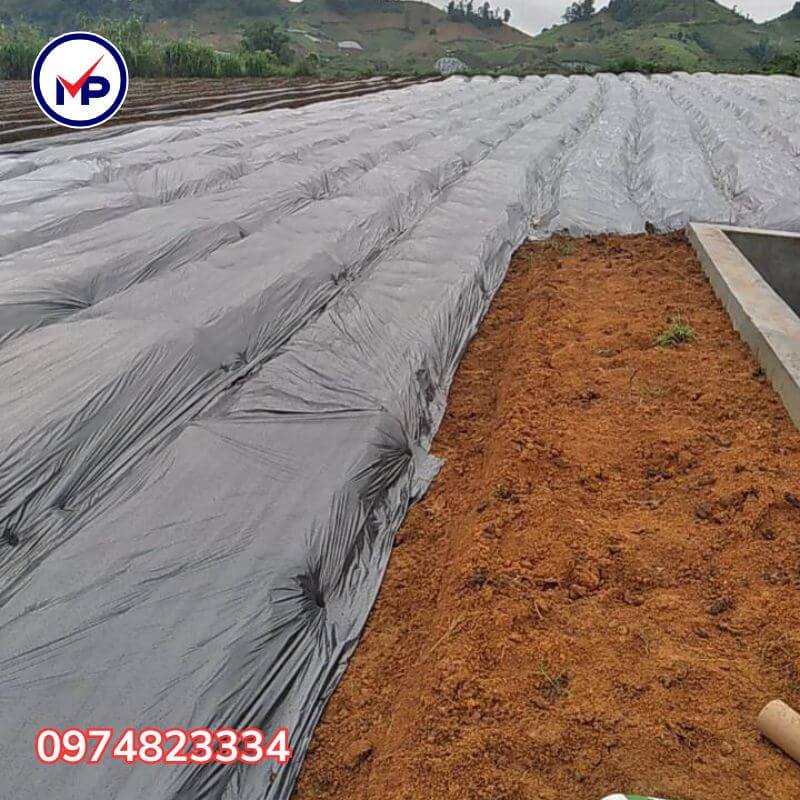 màng phủ nông nghiệp chống cỏ 2m