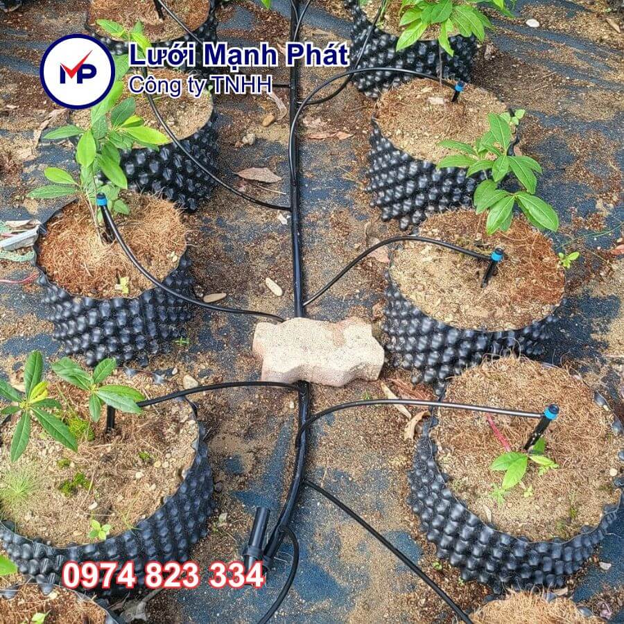 bầu ươm cây thông minh v6 50cm