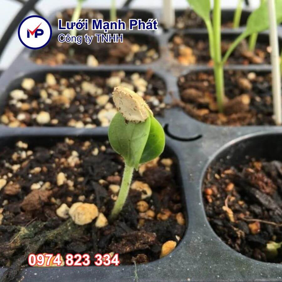 khay ươm cây giống 32 lỗ