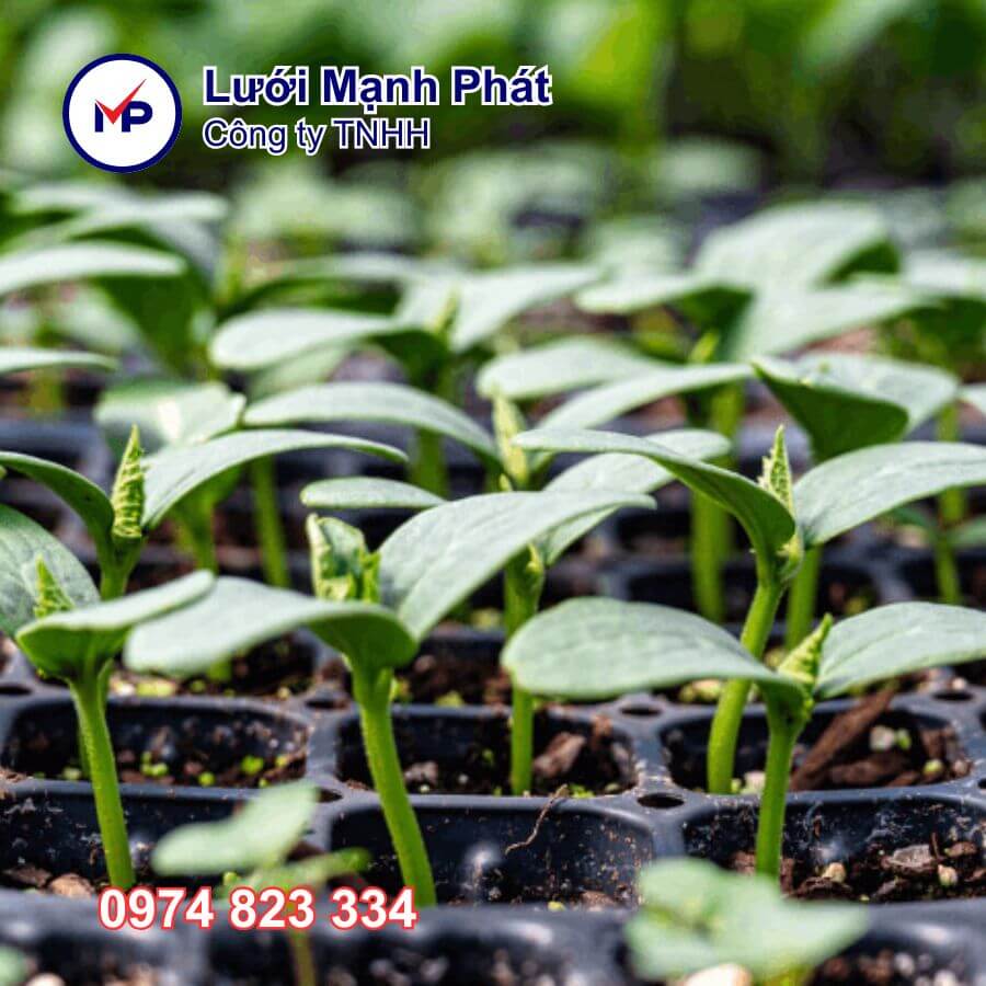 khay ươm giống 72 lỗ