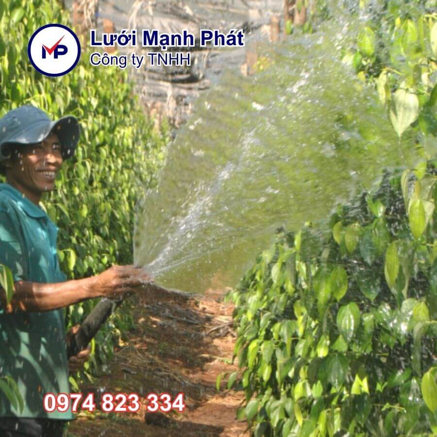 lưới che hồ tiêu