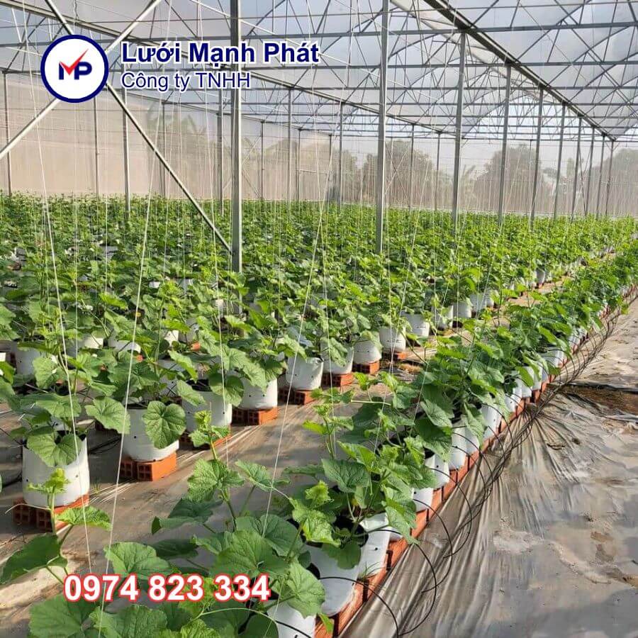 cách trồng dưa lưới