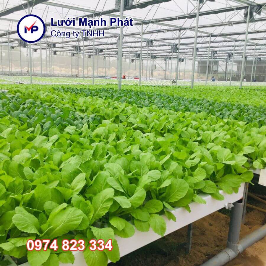 canh tác rau thủy canh