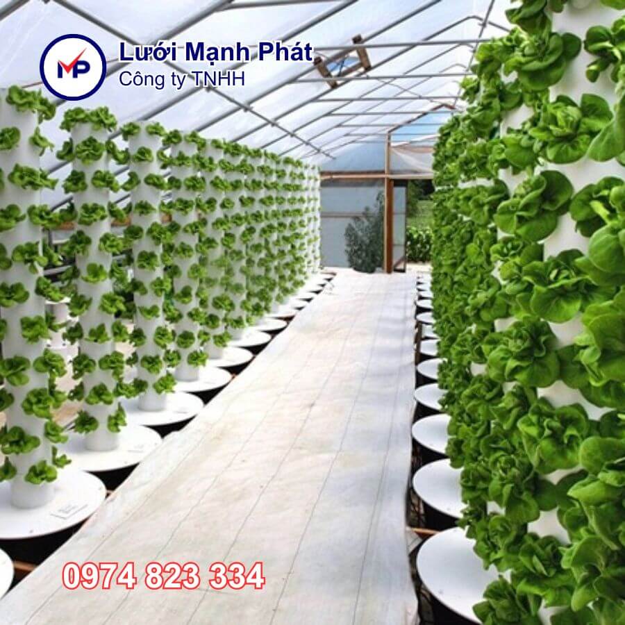 mô hình trồng rau thủy canh