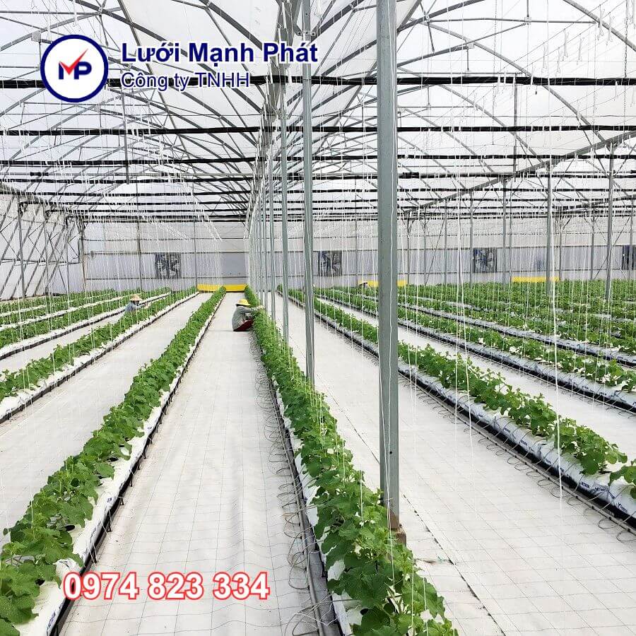 nhà màng trồng dưa lưới