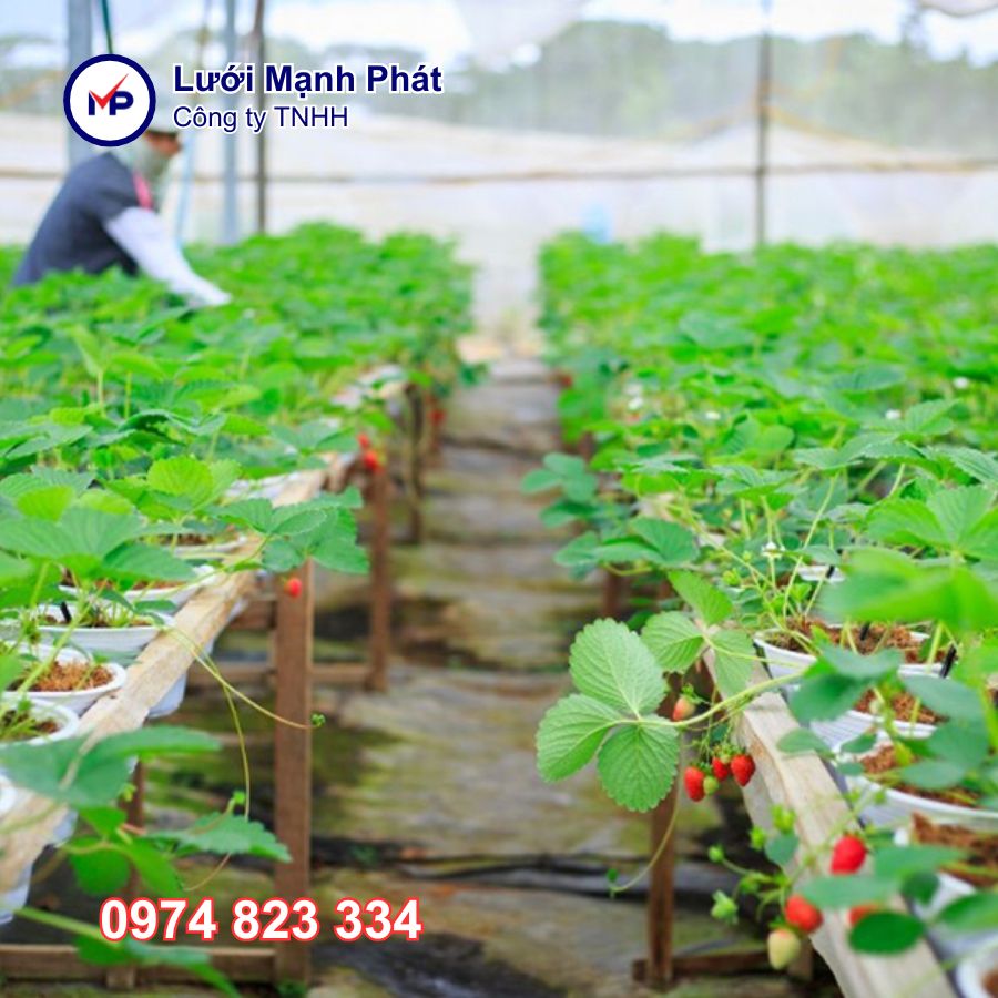 Mô hình nông nghiệp sạch