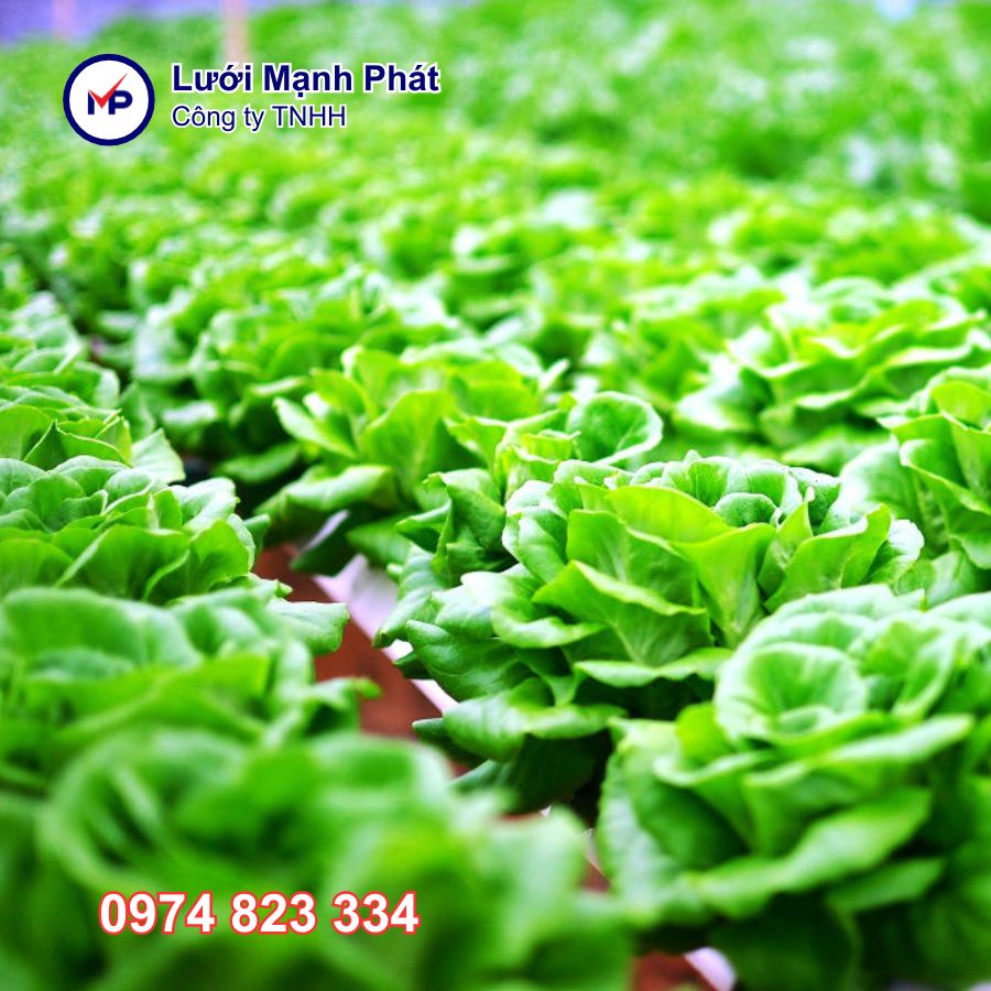 Mô hình nông nghiệp thông minh ở Việt Nam