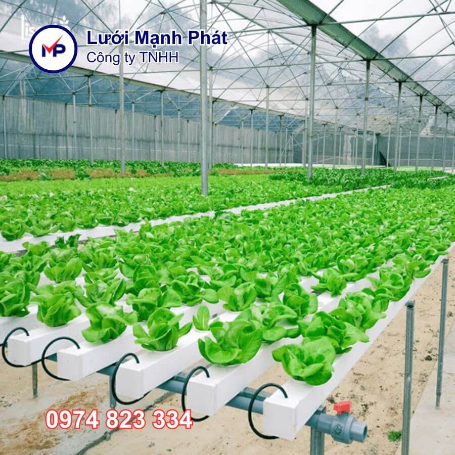 trồng rau thủy canh