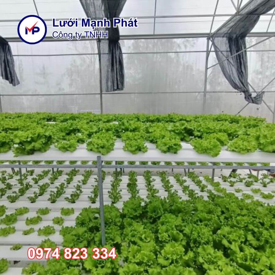 trồng rau thủy canh đúng cách