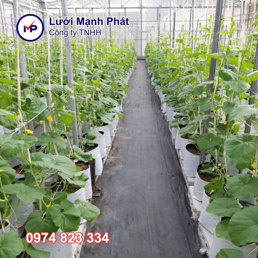 xây nhà màng trồng dưa lưới