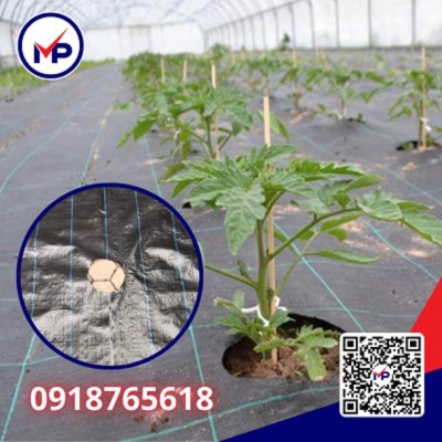 Bạt phủ chống cỏ PD120 120gr - 2.0m x 100 m