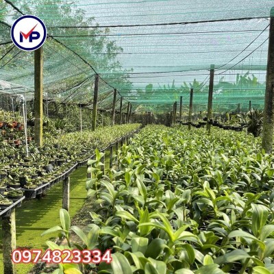 Lưới che nắng hoa lan
