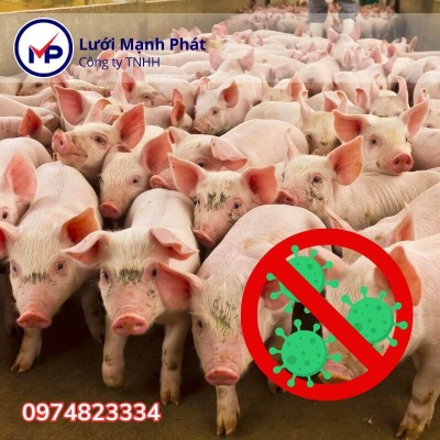 Kinh nghiệm phòng tránh dịch tả lợn hiệu quả cho hộ chăn nuôi vừa và nhỏ