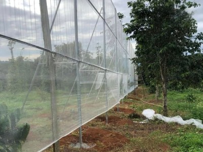 Lưới chắn gió vườn sầu riêng