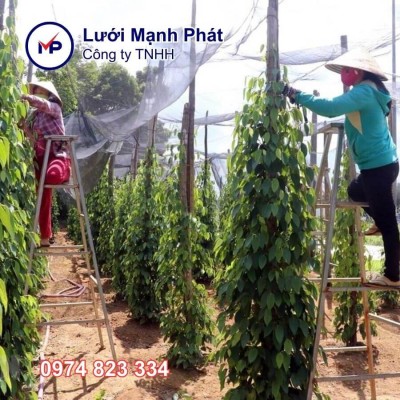 Lưới che hồ tiêu