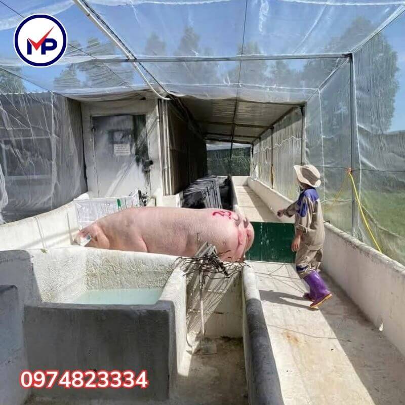lưới chắn côn trùng 50 mesh