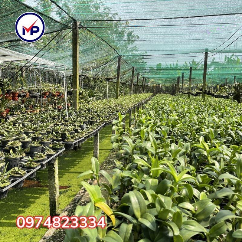 lưới lan 80%