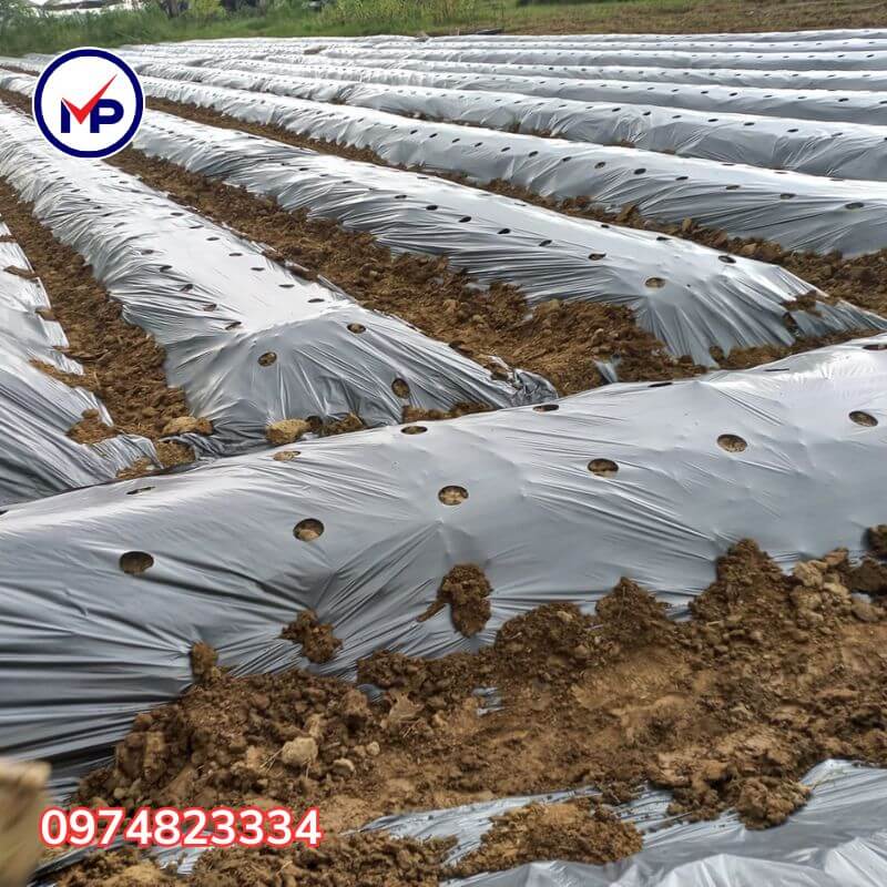 màng phủ nông nghiệp chống cỏ