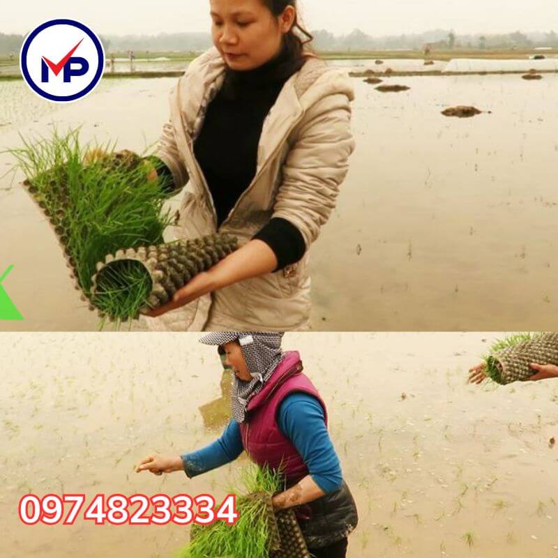 giá khay gieo mạ ném