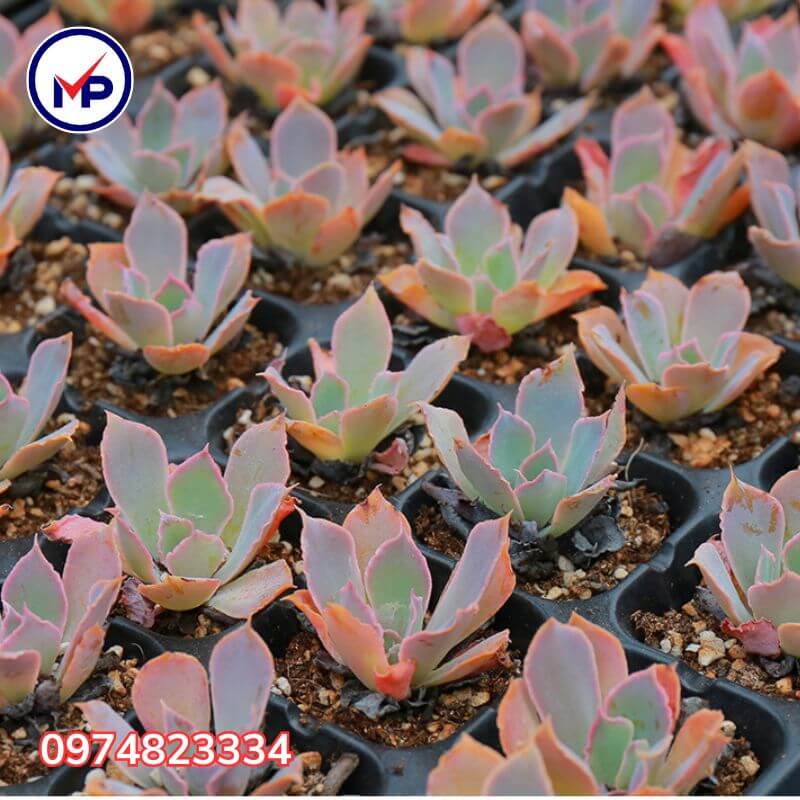 giá khay ươm hạt giống