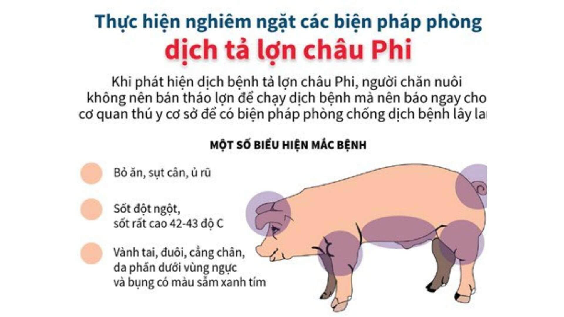 dấu hiệu lợn mắc bệnh