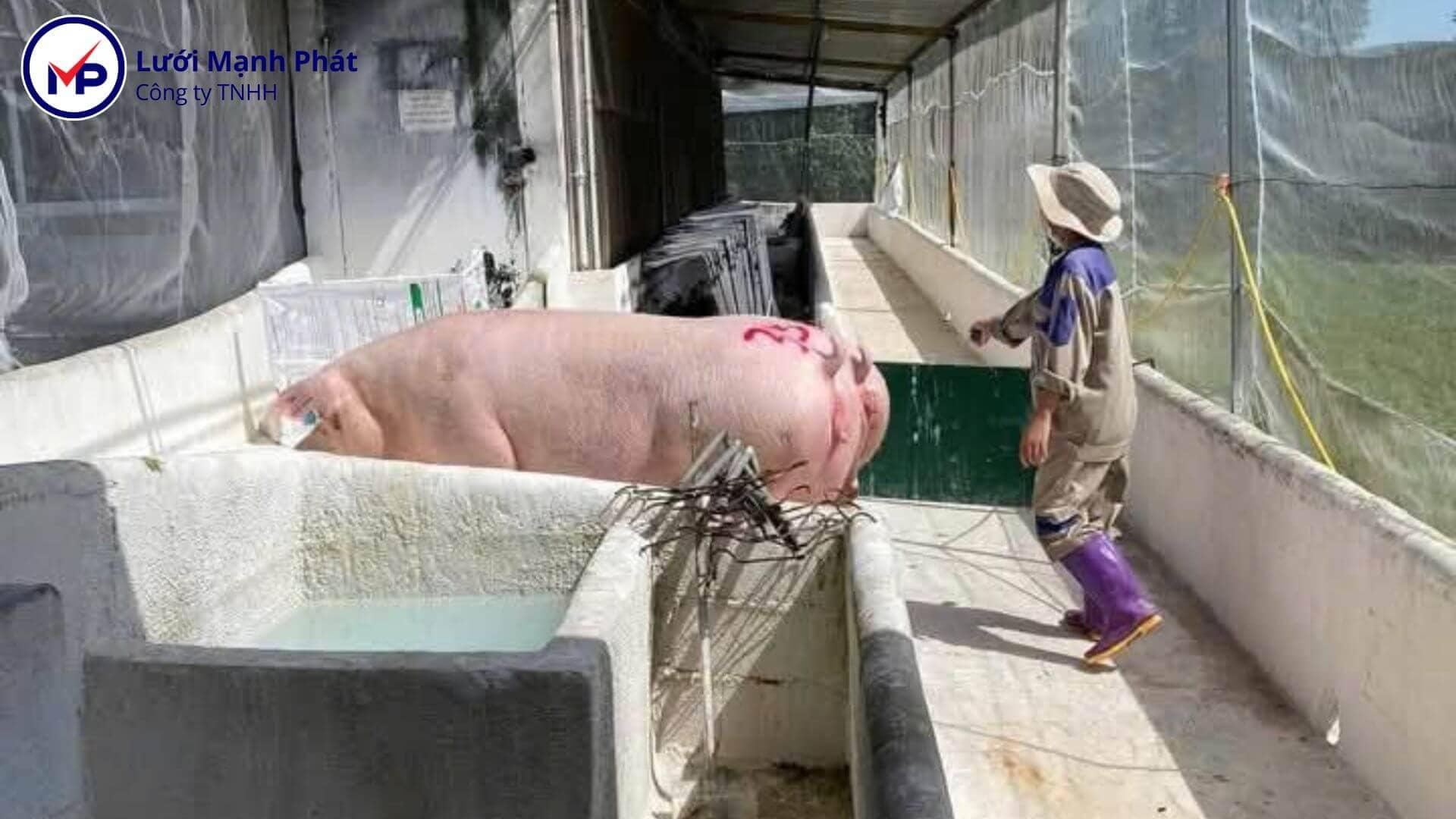 bảo vệ lợn khỏi bệnh dịch
