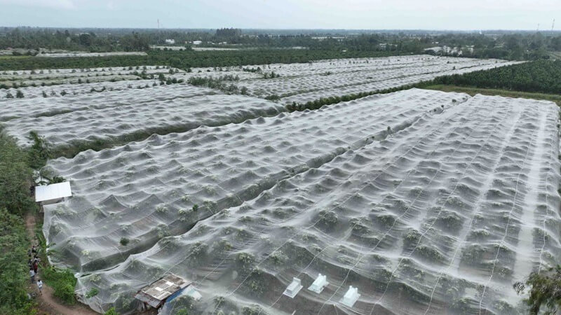 cách trùm lưới cây ăn trái