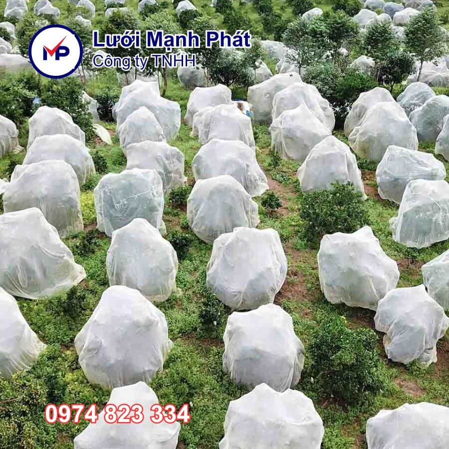 lưới trùm cây ăn trái